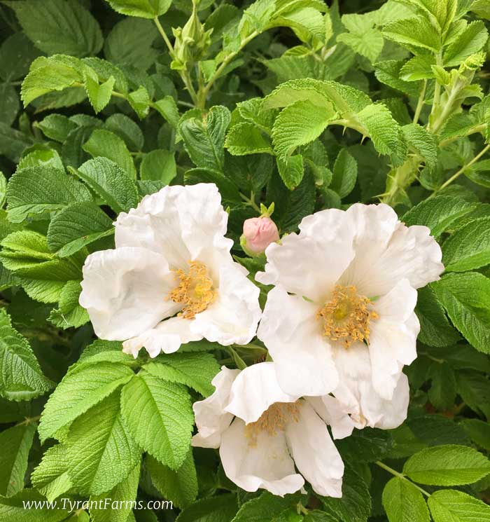Rosa rugosa 'Alba' flowers in the foreground plus a rose bud (top middle). Both rose petals and buds are edible, but some varieties are better than others.