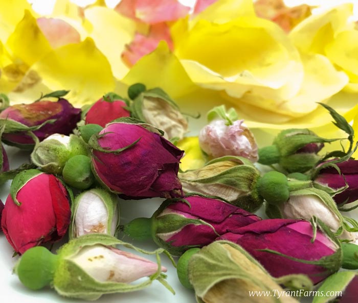 Rose buds and petals harvested at Tyrant Farms.