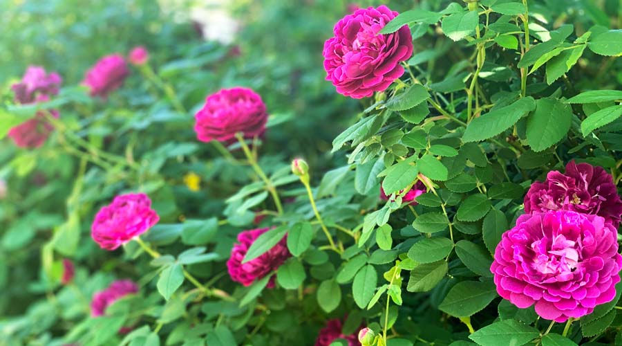 Stop and eat the roses? How to select & use edible roses in your garden. thumbnail