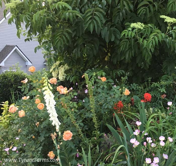 Our 'Lady Shallot' rose (left) growing near an elderberry (back) in our front yard.