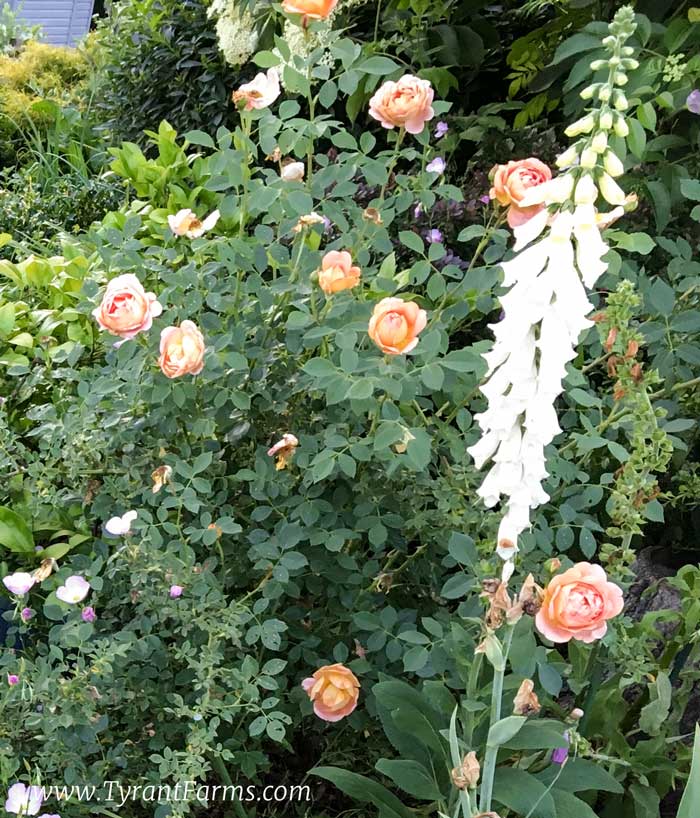 A 'Lady Shallot' rose produces great edible buds and petals, but isn't a great hip producer.