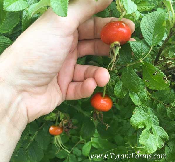 One of our Rosa rugosa plants. As you can see, a good rose bush can produce quite a few hips. Pick them once they're uniformly ripe (orange or red, depending on the variety). Unlike apples or pears, they'll continue to produce all season until first frost.