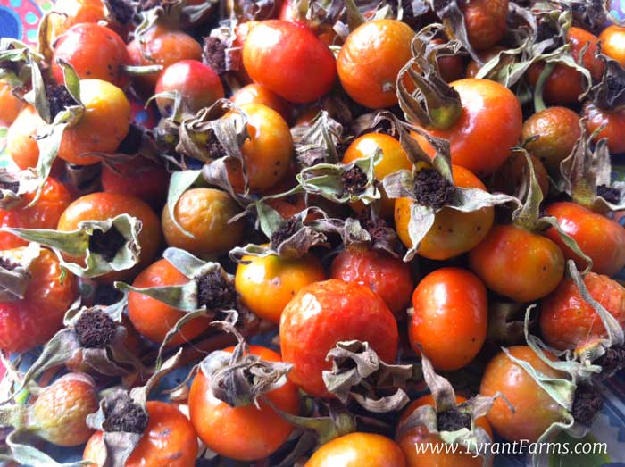 A pile of ripe rose hips ready to be processed.