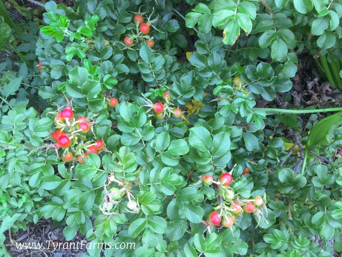 Edible rose hips ripening.