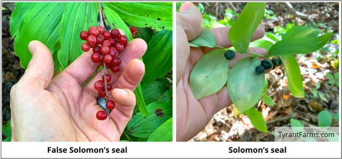 How to identify False Solomon's seal versus Solomon's seal based on berries. False Solomon's seal (left) features red berries clustered on the end of the stem. Solomon's seal (right) features blue berries that form along the underside of the stem. 