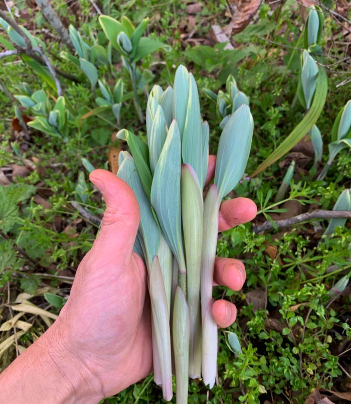 Solomon's seal shoots from our variegated Solomon's seal colony. These are our favorite edible part of the plant, as we'll detail below! 