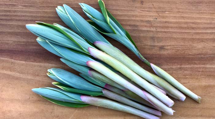 Solomon's seal shoots at the ideal harvesting stage/size.