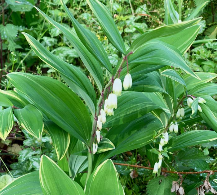 Solomon's seal flowers in mid-April in our Zone 7b garden.