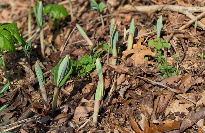 Young Solomon's seal shoots emerge from late March through early April in our garden (Zone 7b).