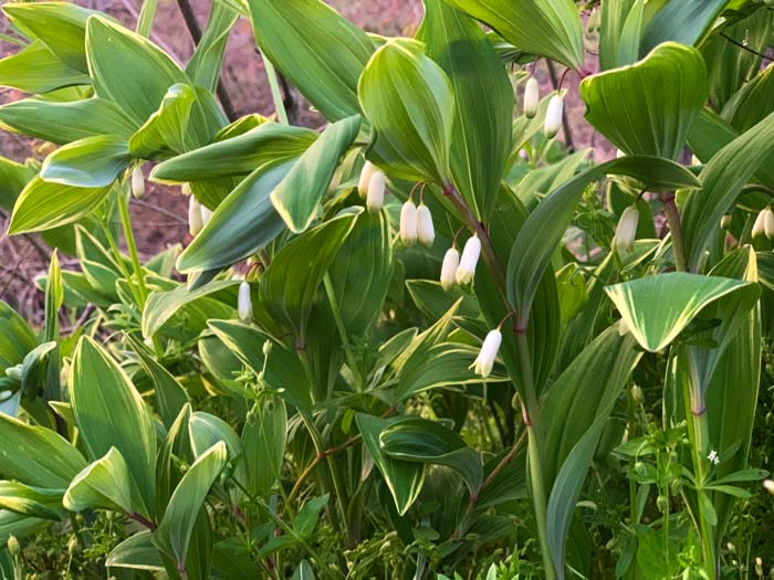 Flowers forming on our variegated Solomon's seal plants (Polygonatum odoratum&nbsp;var.&nbsp;pluriflorum ‘Variegatum’).
