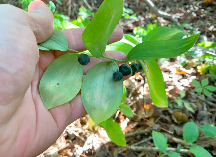 Mature Solomon's seal berries on a wild plant. You could harvest these berries for seed in order to grow new plants, but do not eat them since they're poisonous. 