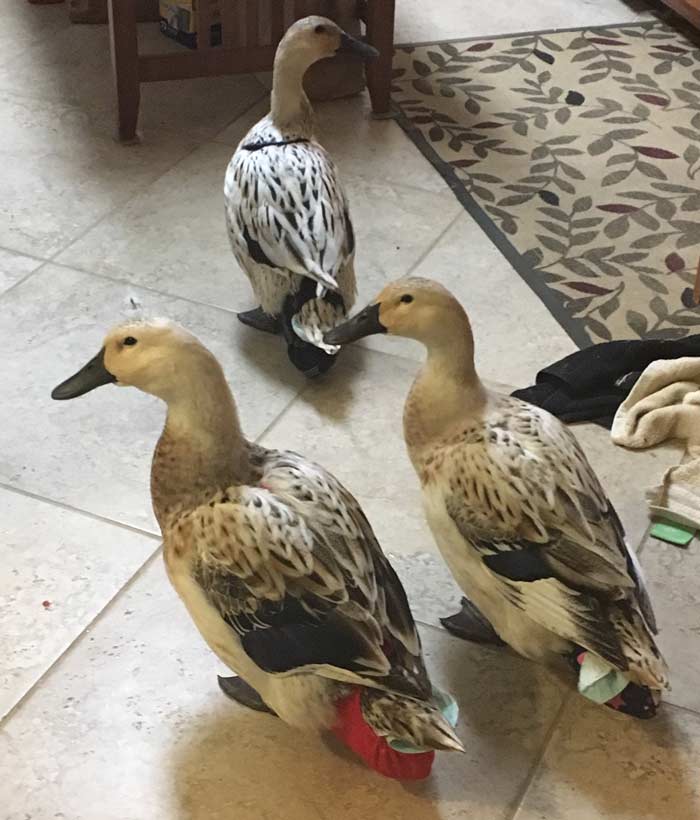 Sleepovers with White Duck's friends made possible by duck diapers.