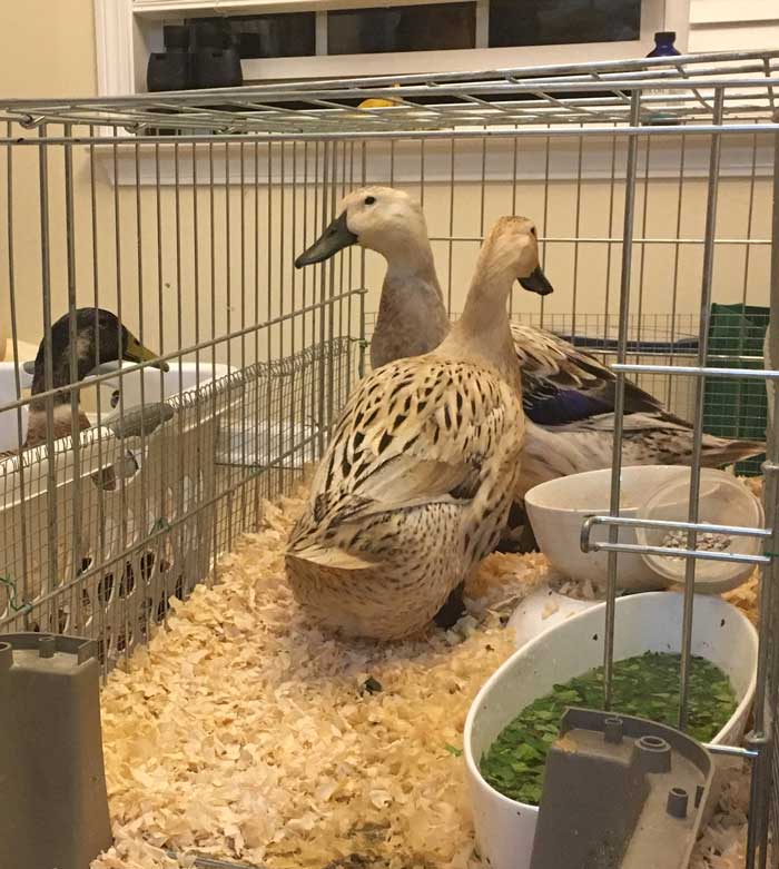 Svetlana and Jackson take turns sitting on the eggs on their indoor nest. Ducks kept in close quarters have communal nests, so this isn't all that uncommon. Shortly after this photo was taken, the effects of the hormones Svetlana was given to make her stop laying eggs took effect (so her body could put energy into healing, not reproduction), which made her molt and become grumpy.