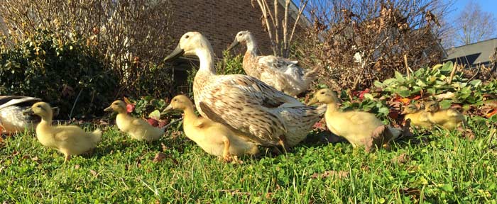 The whole family outside enjoying a mild, winter day. (Svetlana in the back.)