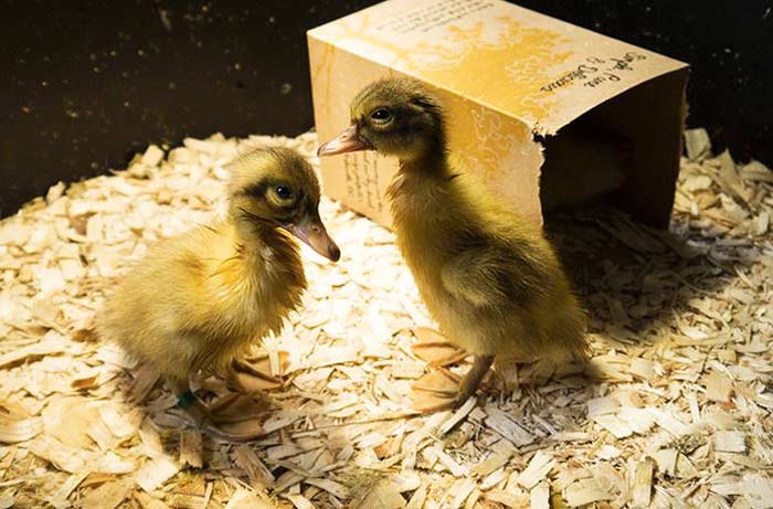The ducklings first day at Tyrant Farms. (The third one is inside the small cracker box in the back.)