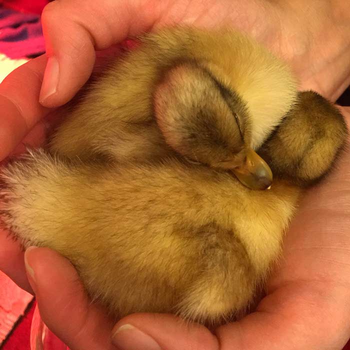 All the hardship from a rather challenging experience being a duck incubator was worth it since Svetlana and Jackson became parents.