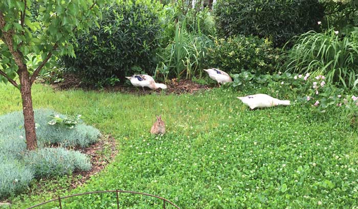 Hop the rabbit on an evening foraging expedition with Svetlana and her flock.
