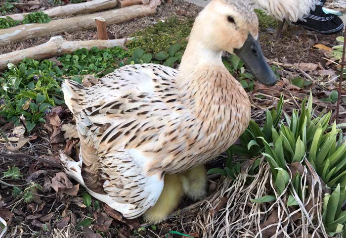 Good momma duck. Jackson lowering her wing to protect her