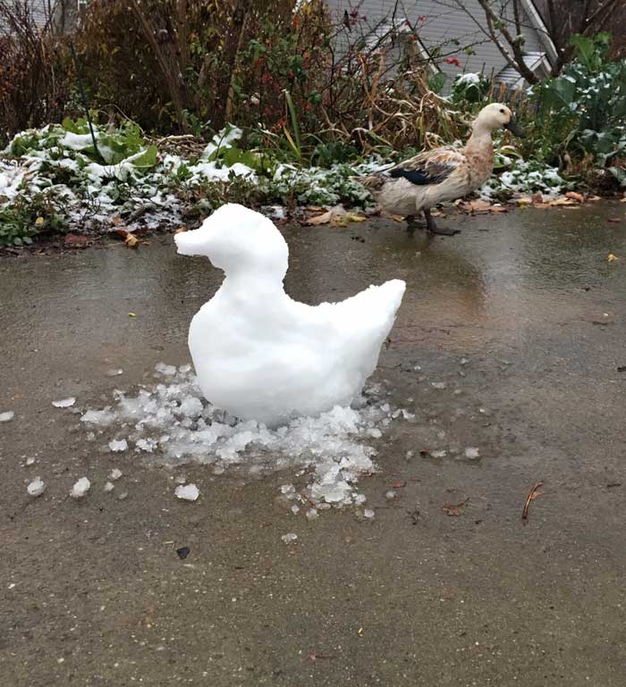 Svetlana the Duck seems thoroughly unimpressed by the dreaded Abominable Snow Duck.