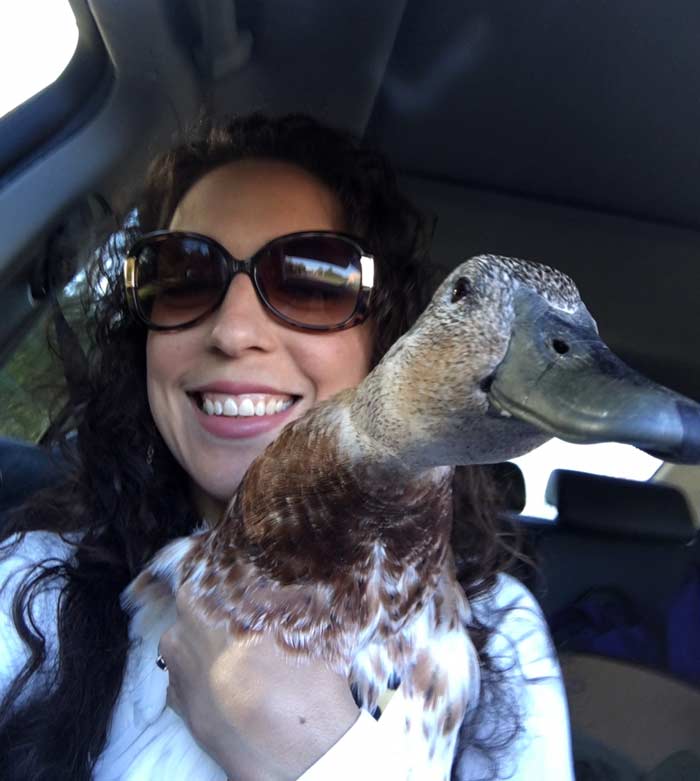 Svetlana the duck on one of many road trips with The Tyrant. We told her these trips were