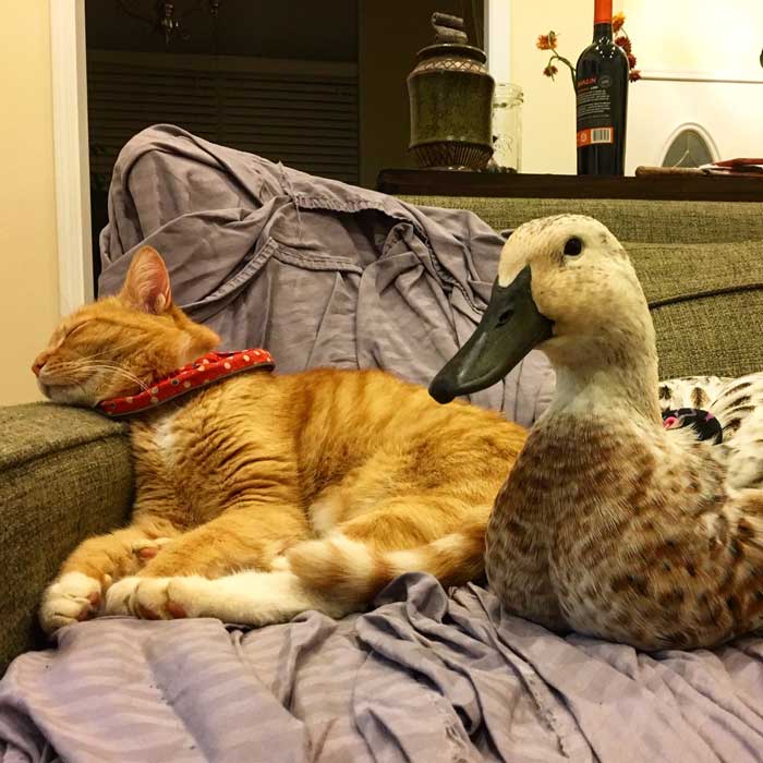 Spending nights indoors allowed Svetlana to make new friends, including Bob the Cat.
