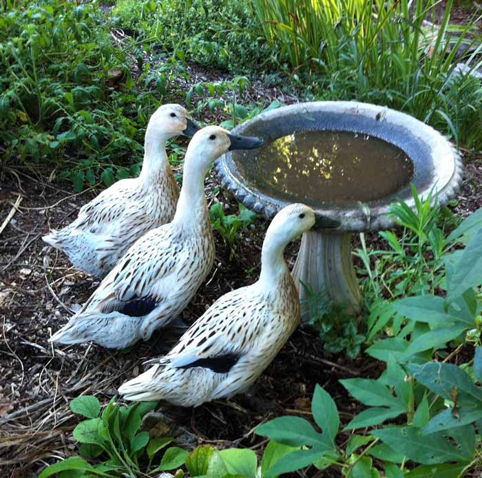 Svetlana and her sisters trying to drink out of a bird bath, which doesn't seem particularly well-suited to providing water for ducks.
