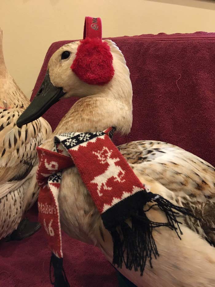 Svetlana the duck in Christmas regalia.