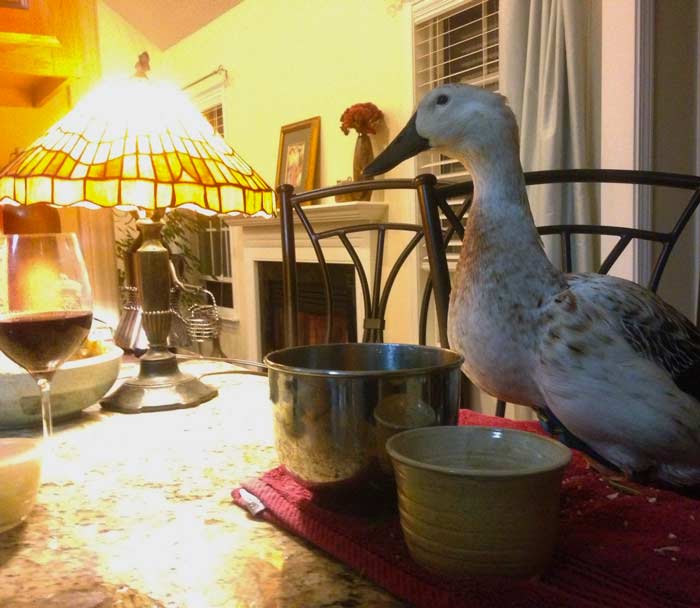 Our evening ritual often included Svetlana sitting at the counter watching us make supper while she enjoyed eating one of her multiple nightly meals.