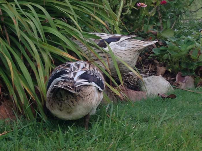 There's nothing cuter than a set of duck butts sticking out from under a bush during a foraging session.