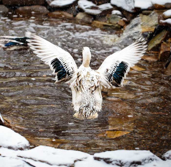 White Duck showing off her beautiful wings and distinctive blue-purple wing bars while cleaning in her pond.