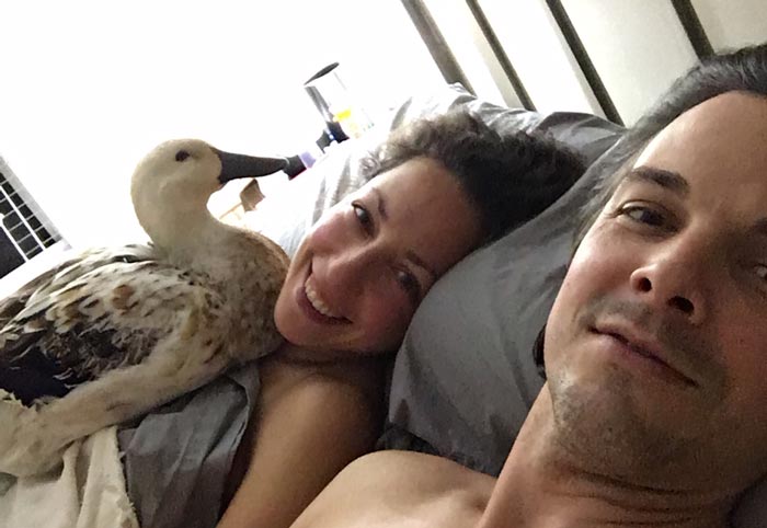 A more humane version of a down comforter. Svetlana in full cuddle position on The Tyrant, her favorite human.