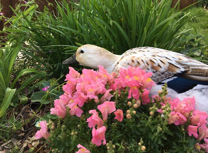 Svetlana crouched in hunting position, in search of insects.