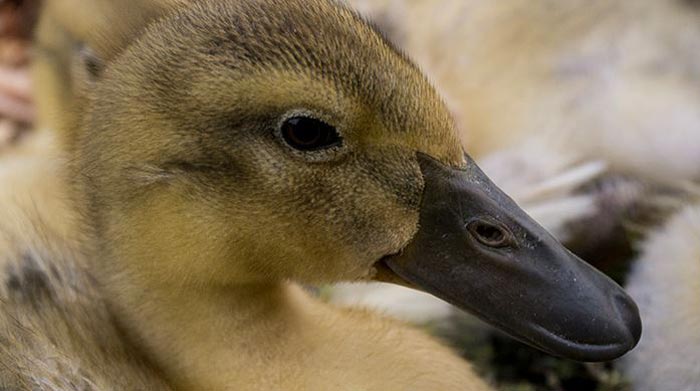 White Duck (duckling) at about a month old.