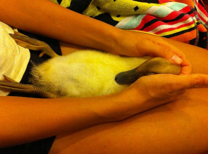This very special white-colored duckling was remarkably smart and sociable from day one.
