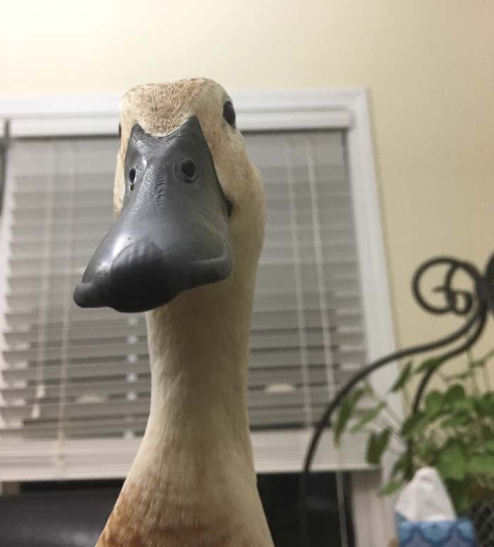 It's hard not to start the day with a smile when this is the first thing you see in the morning.