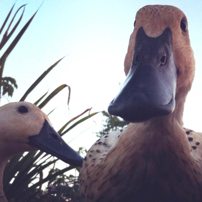 White Duck hamming it up for a photo.