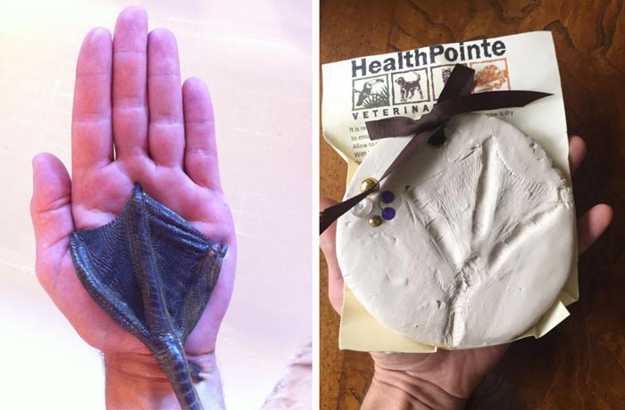 Left: A picture of Svetlana's flipper taken back in 2015. Right: The mold of her flipper made for us by HealthPointe Veterinary Clinic after she died.