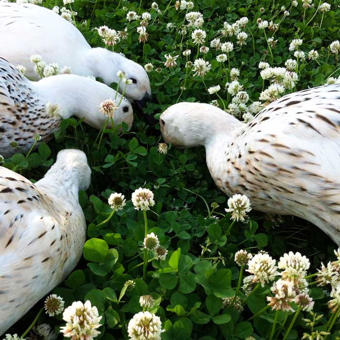 The girls foraging a patch of white clover together.