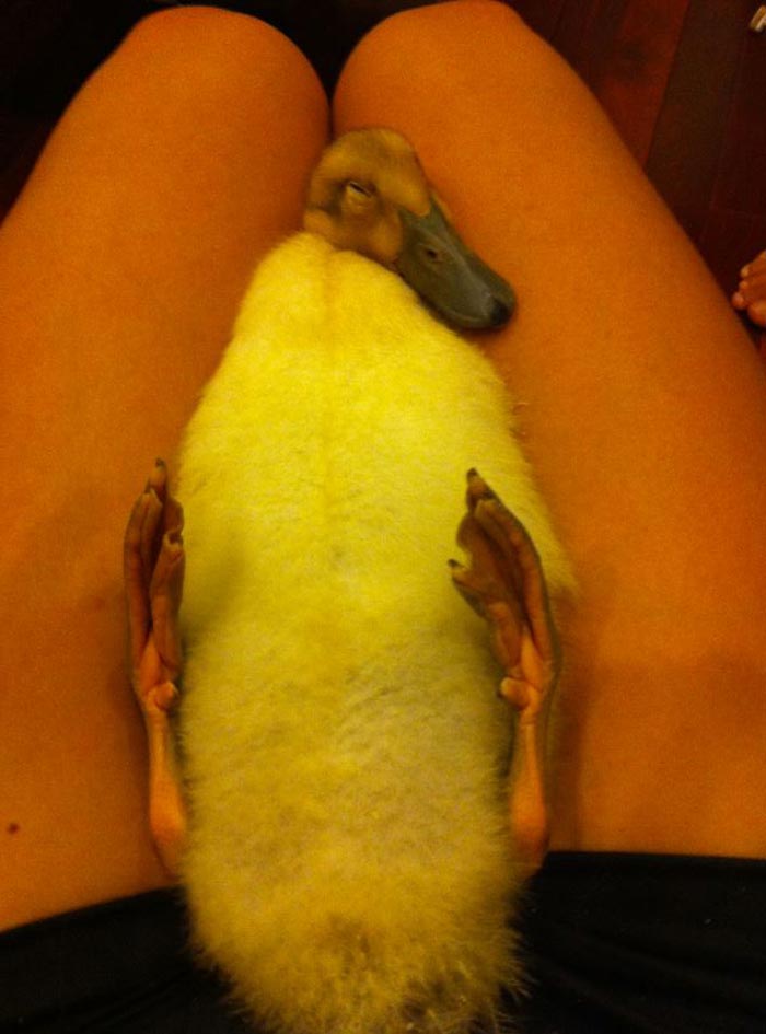 White Duck the duckling, enjoying a nap on The Tyrant's lap.