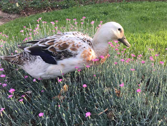 White Duck walking through a patch of dianthus flowers.