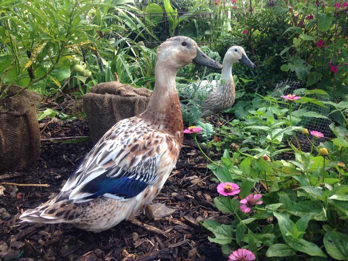 White Duck (left) foraging the gardens with Medium Duck, aka Jackson (right).
