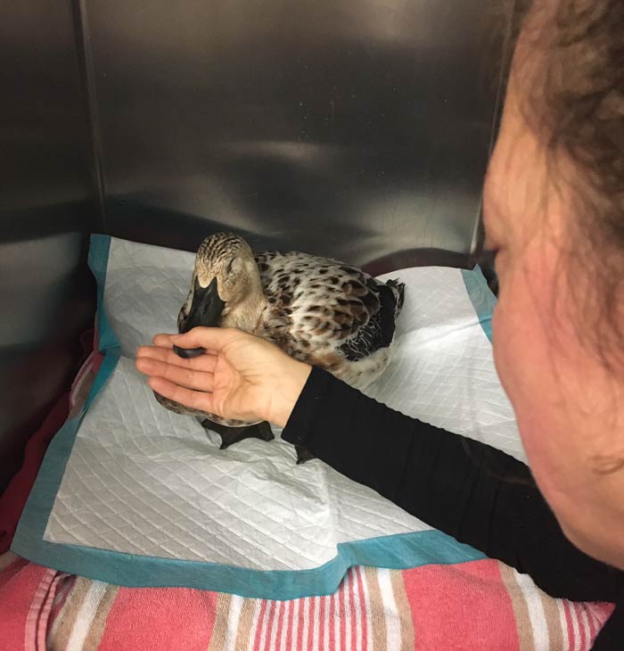 One final memory of Svetlana the duck, our baby girl. 