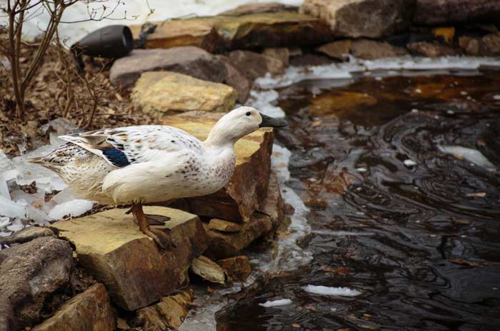 White Duck standing next to her icy, winter pond.