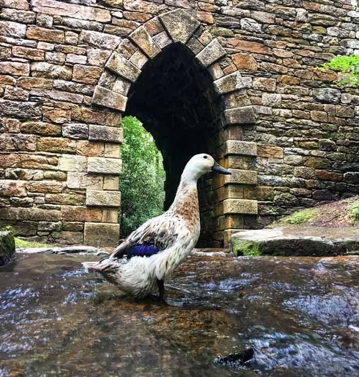 Svetlana the duck looking mighty and regal in front of Poinsett Bridge.