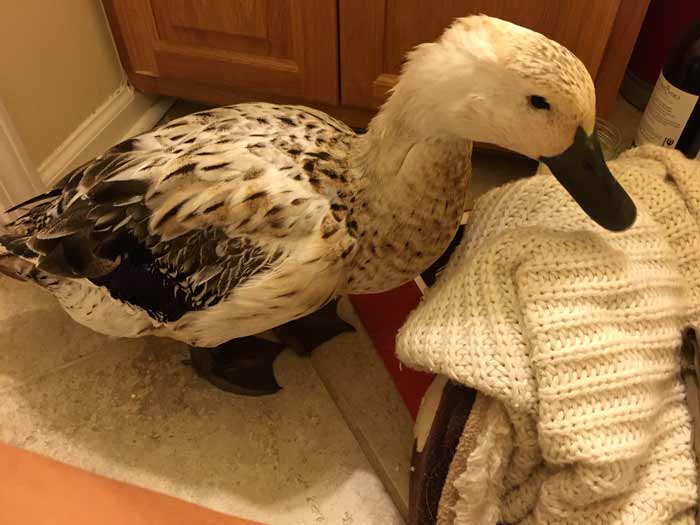 Even though she was grumpy and feeling bad from her medications, we brought Svetlana in to see her ducklings hatch.