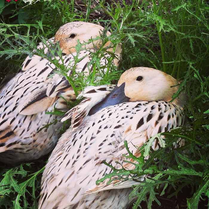 White Duck and Medium Duck enjoying a nap together in a Red Mizuna mustard patch.