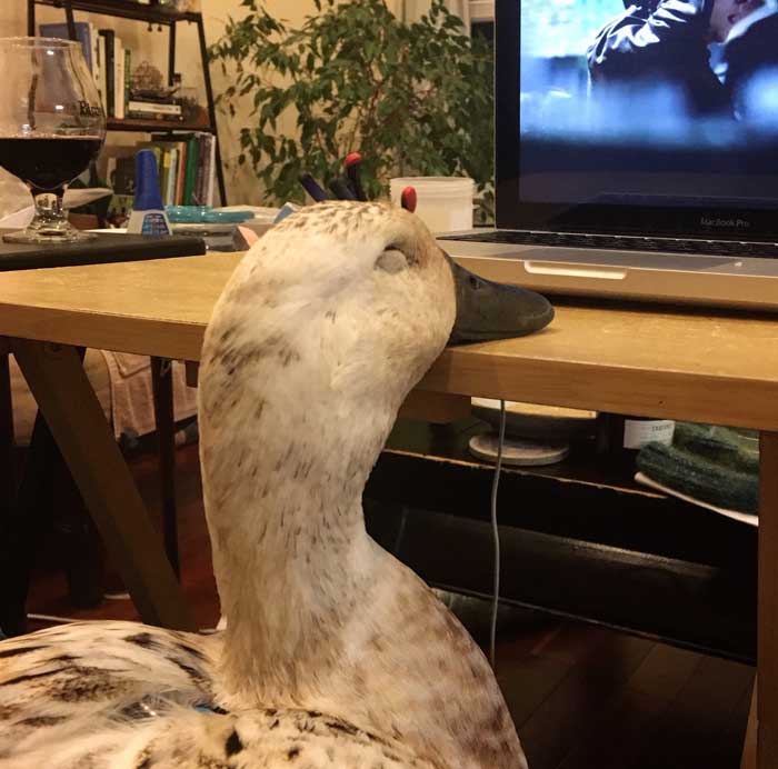 Svetlana falls asleep on the tv table during movie night.