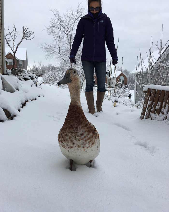 Svetlana the duck enjoying a snow day with her mom, Susan, aka The Tyrant.