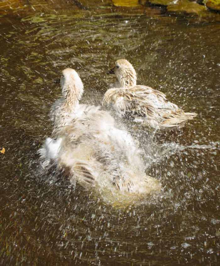 White Duck and Medium Duck cleaning, washing, and playing together in their pond.