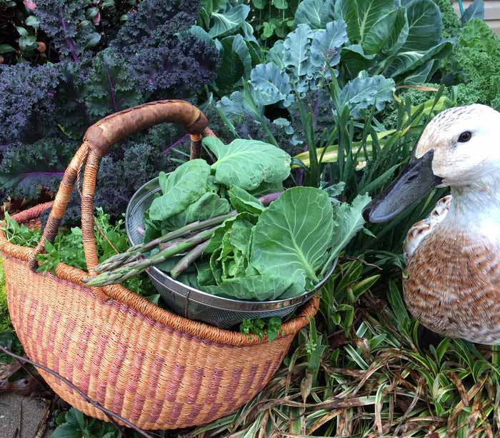 Svetlana especially loved springtime, when the harvest baskets are full of greens, the chickweed is plentiful, and the insects, worms, and crustaceans are bountiful.